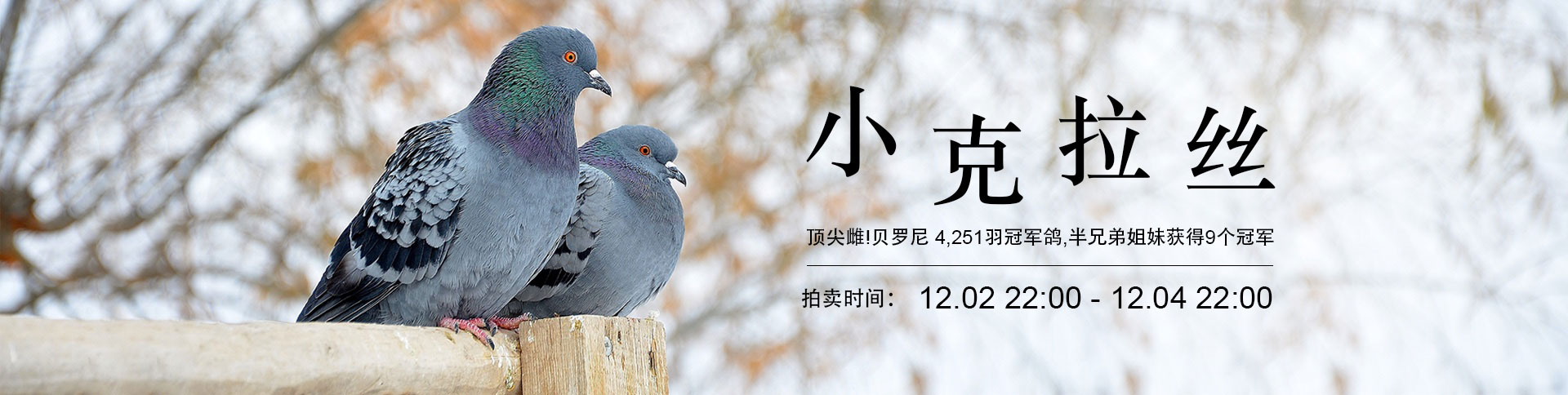 鴿天下-在線拍賣電商平臺|一網(wǎng)天行-網(wǎng)站建設(shè)小程序APP系統(tǒng)軟件開發(fā)公司