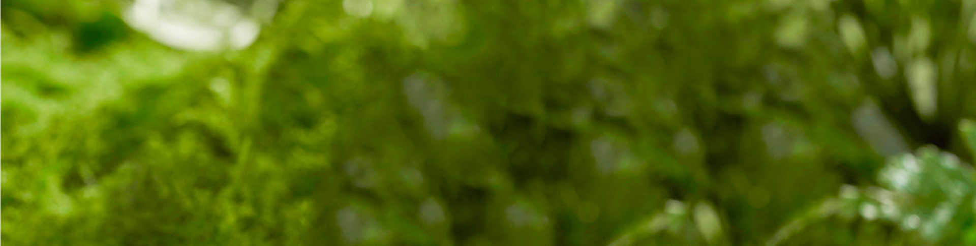 藥植所-植物資源信息平臺APP|一網(wǎng)天行-網(wǎng)站建設小程序APP系統(tǒng)軟件開發(fā)公司